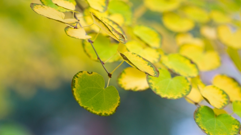 Bright yellow leaves on a tree branch